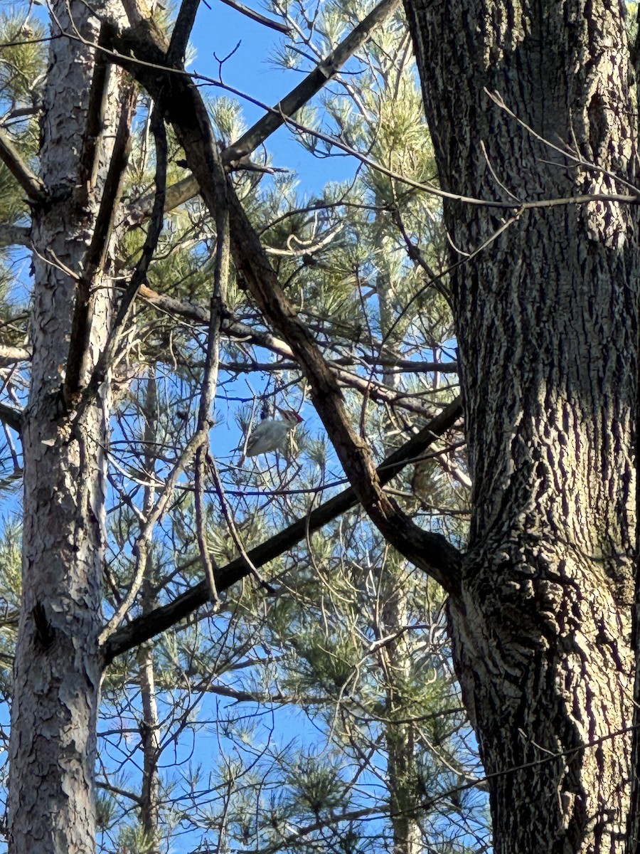 Pileated Woodpecker - ML611355484