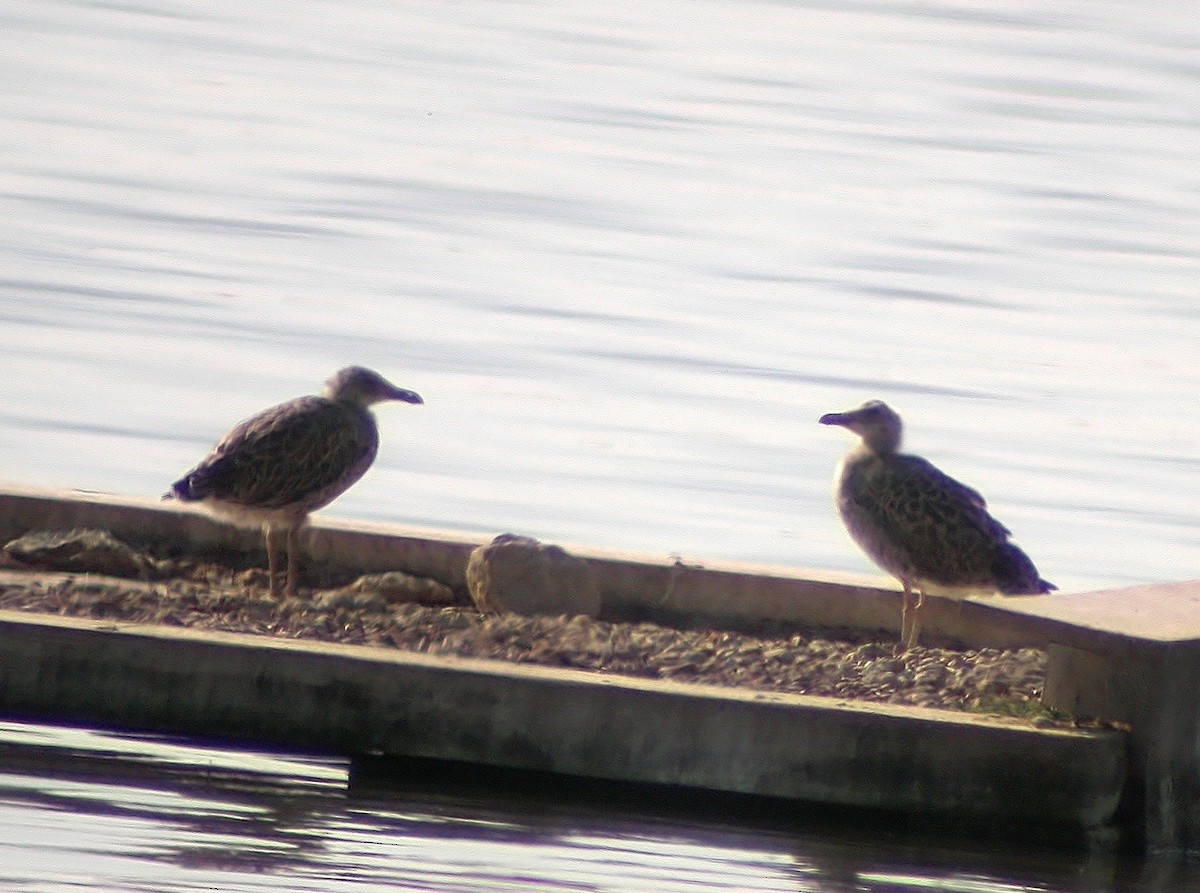 Gaviota Patiamarilla - ML611355564