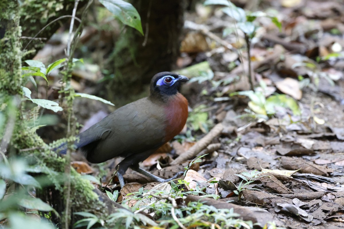 Red-breasted Coua - ML611355672