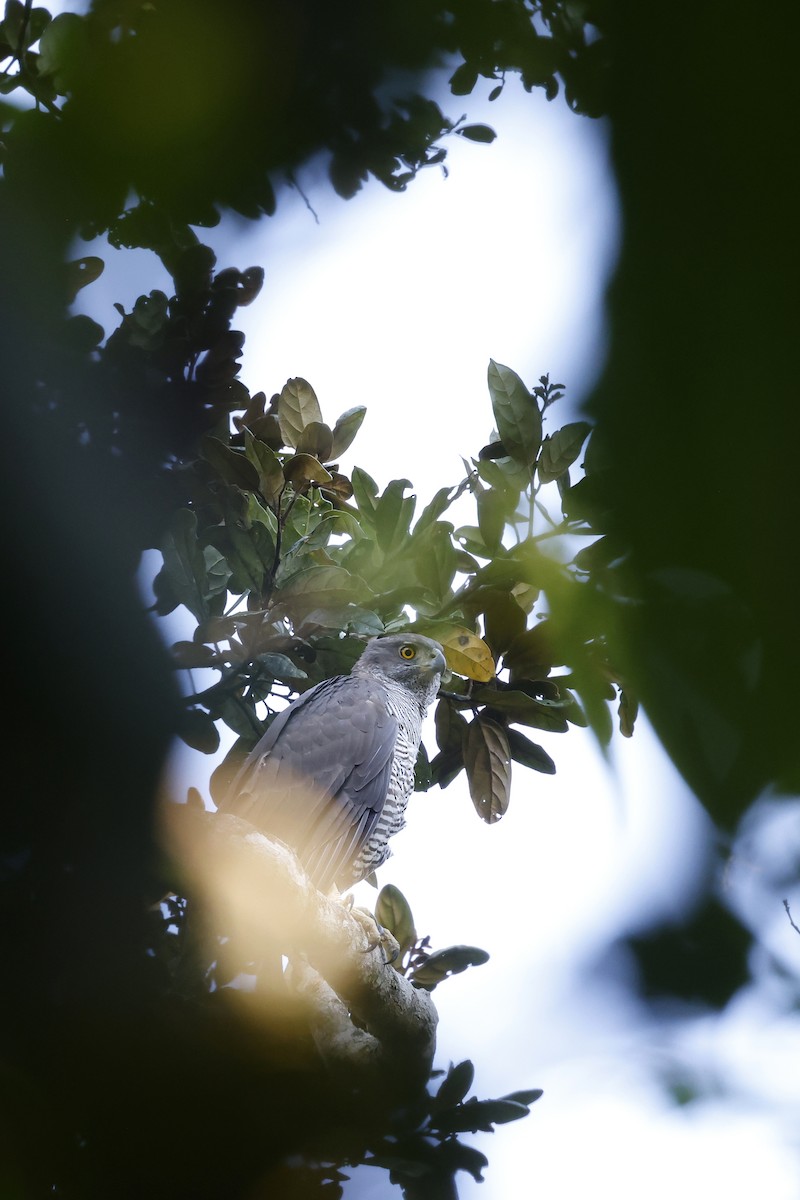 Henst's Goshawk - ML611355679