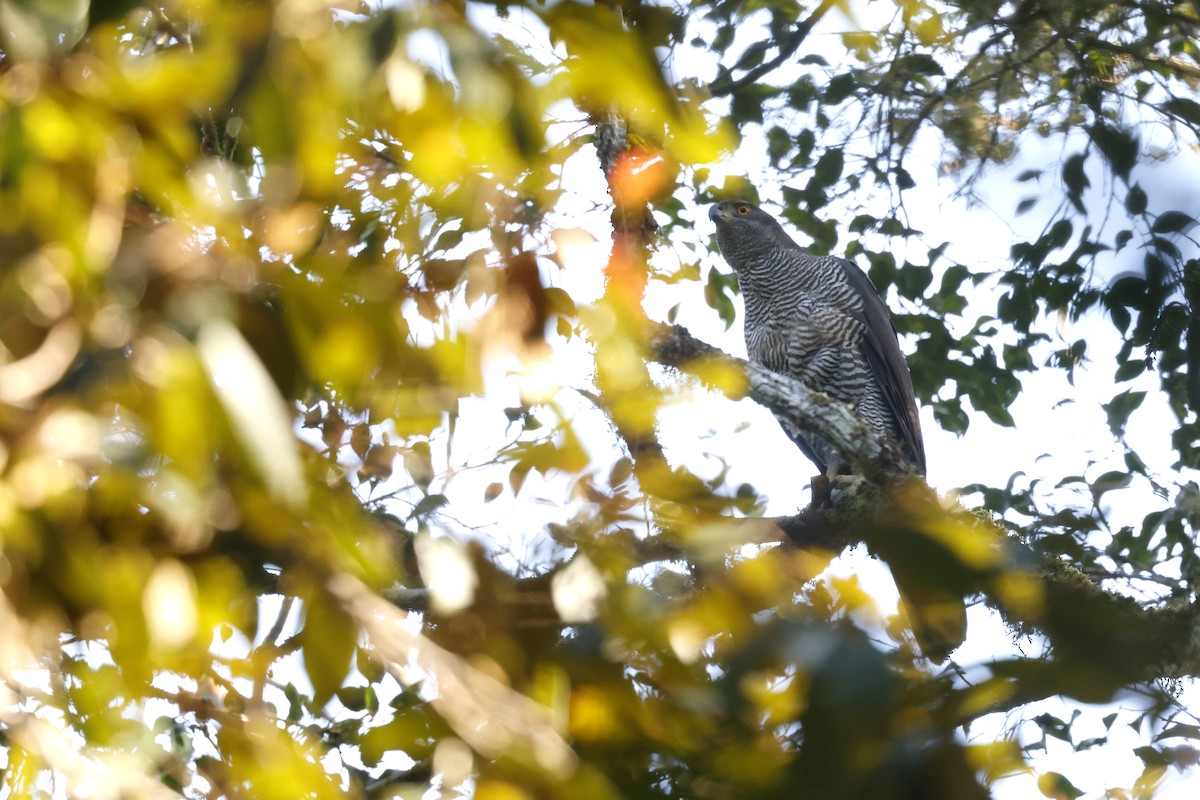 Henst's Goshawk - ML611355680