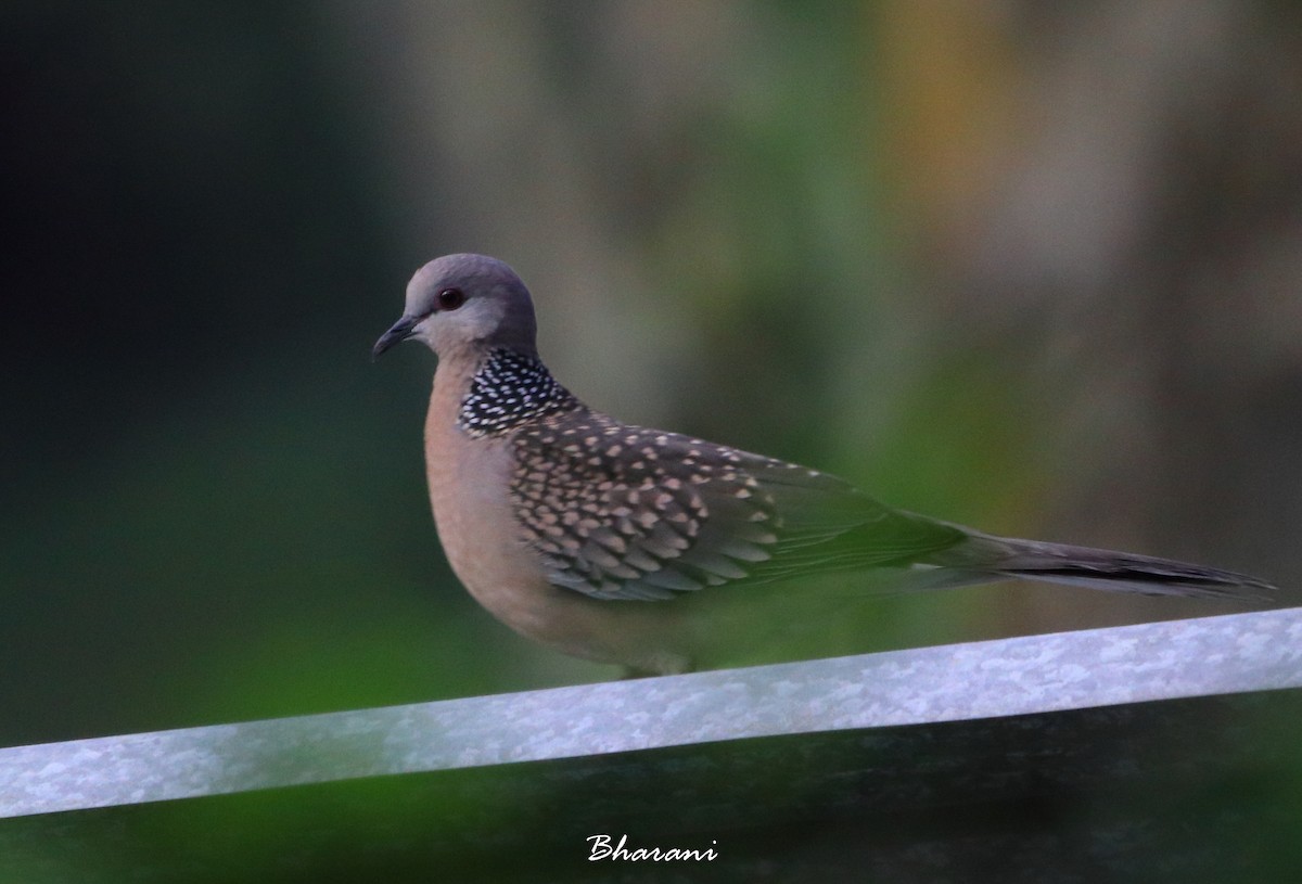Spotted Dove - ML611355701