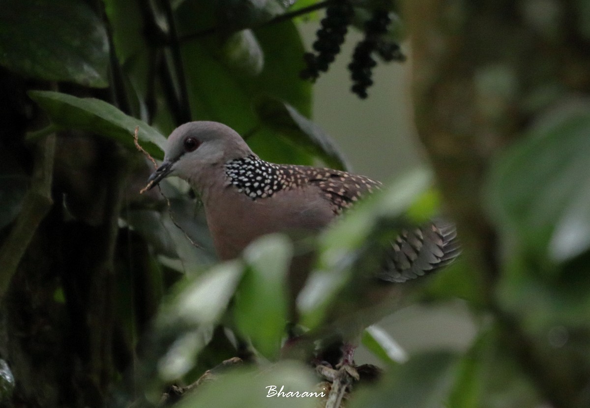 Spotted Dove - ML611355702