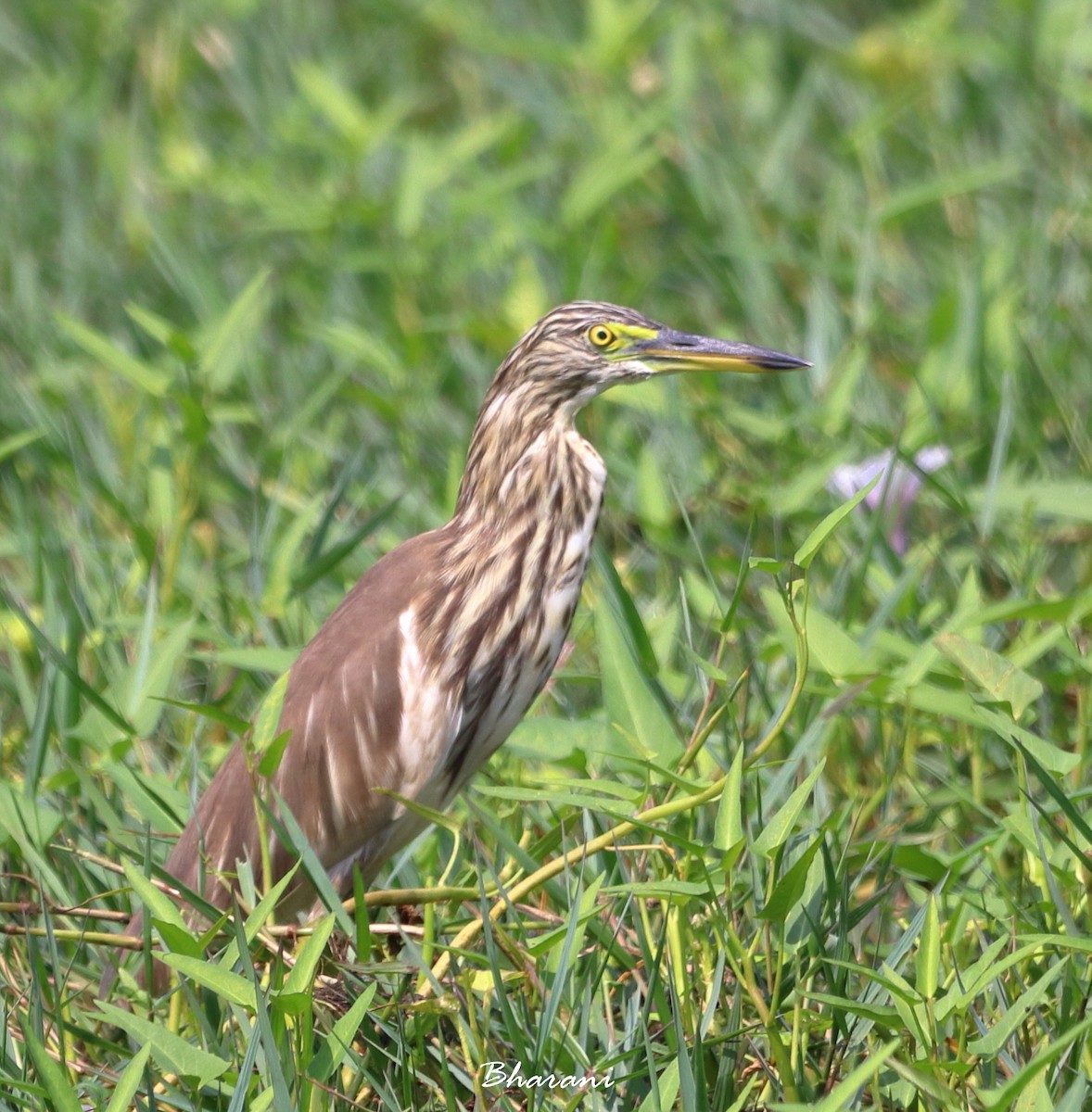 Indian Pond-Heron - ML611355721