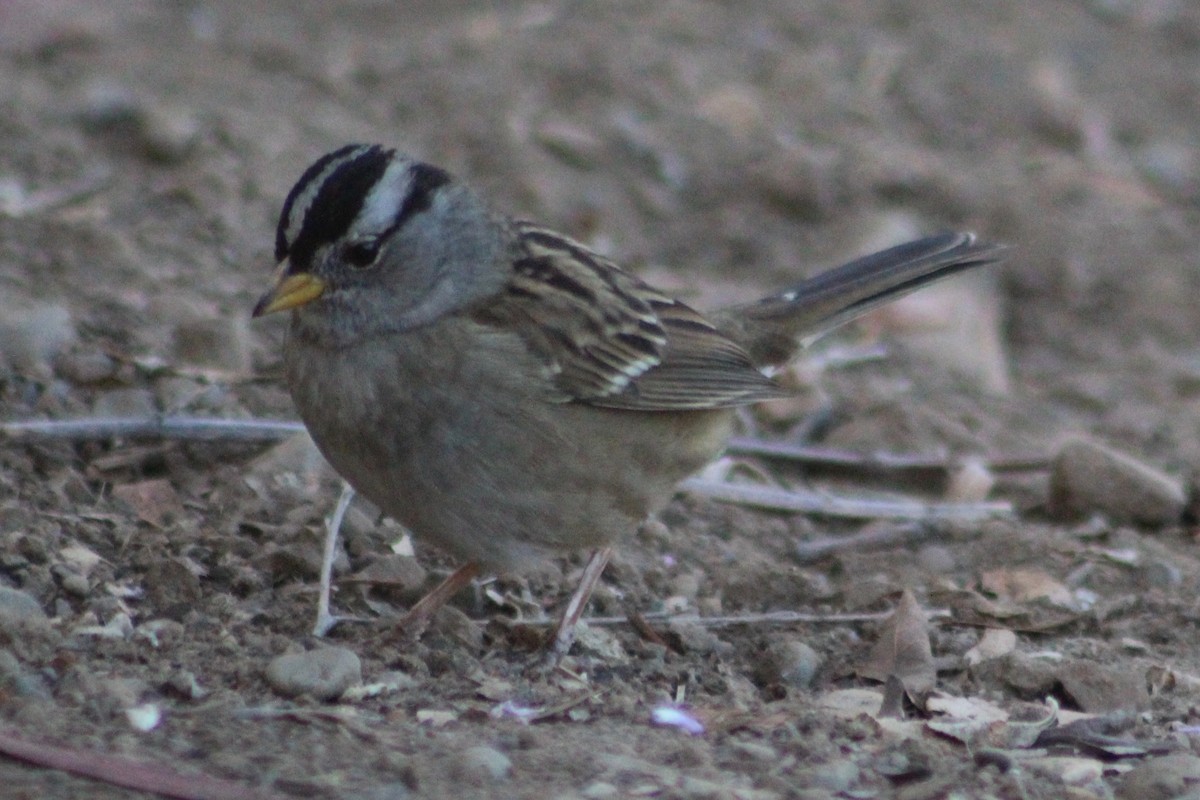 White-crowned Sparrow - ML611355742