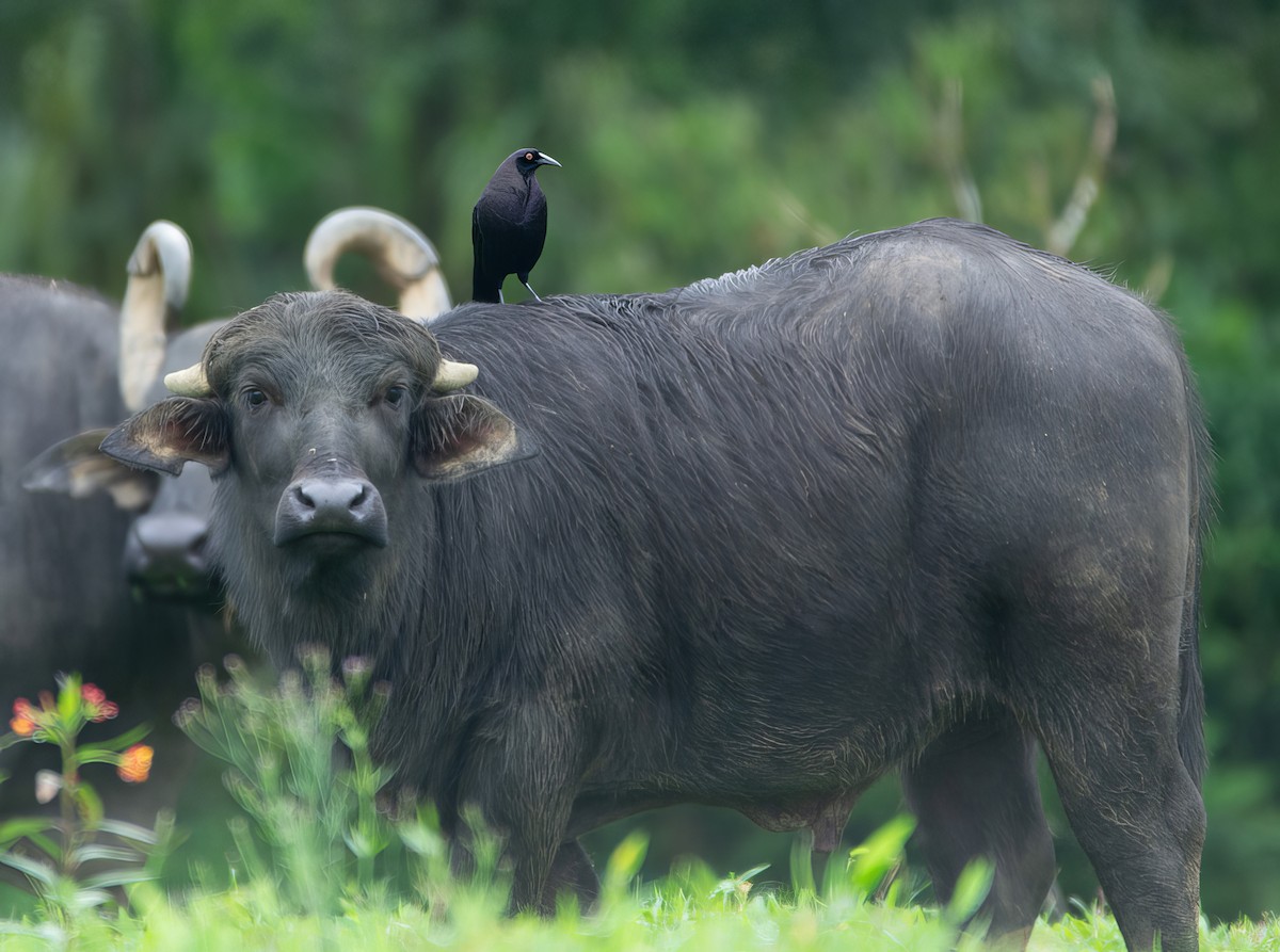 Giant Cowbird - ML611355748