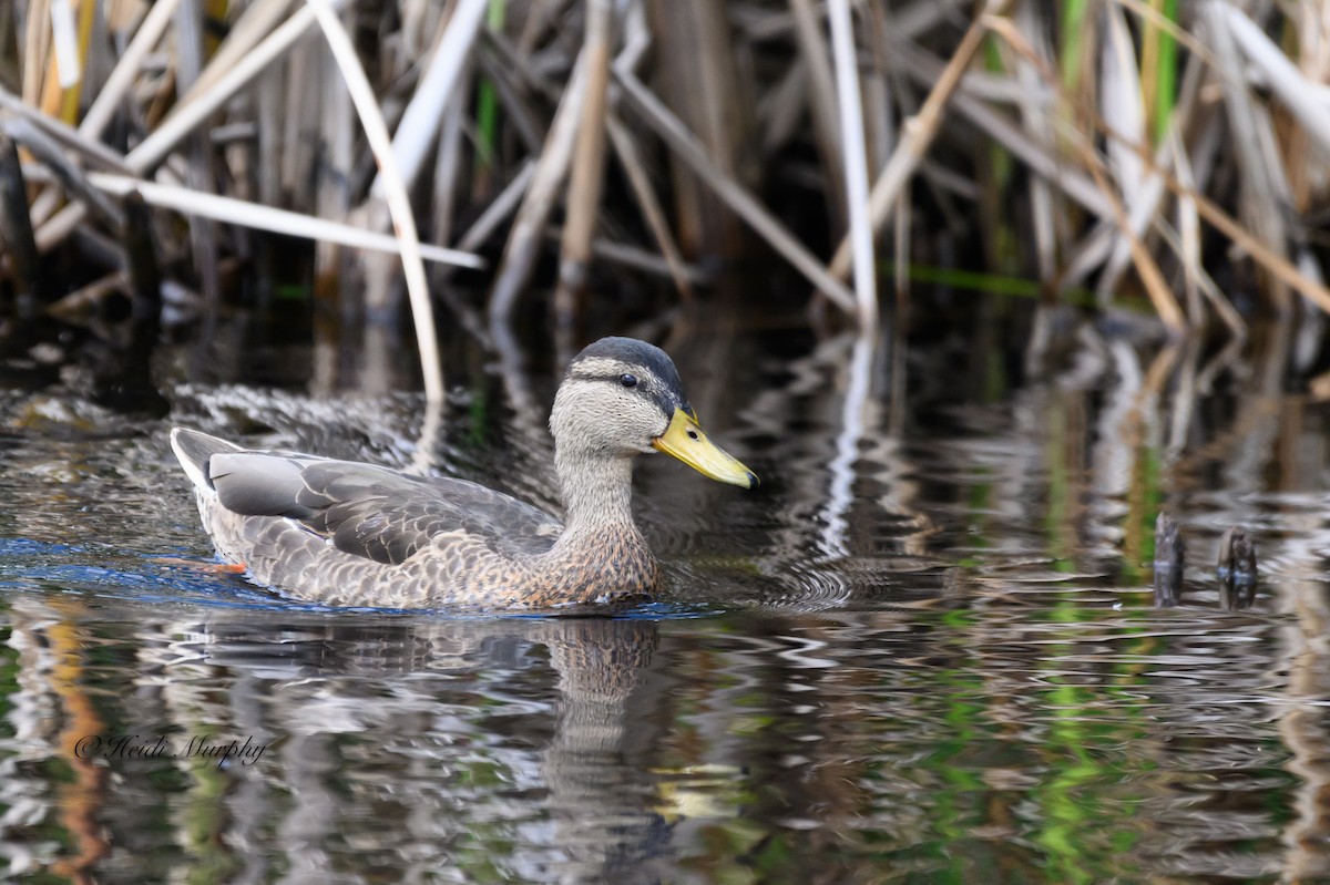 American Black Duck - ML611355758