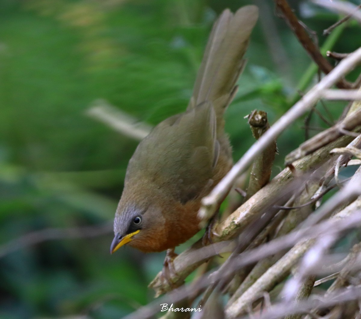 Rufous Babbler - ML611355768