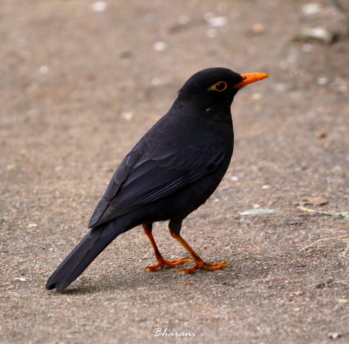 Indian Blackbird - ML611355787