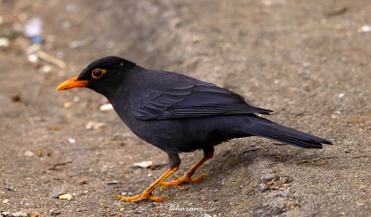Indian Blackbird - ML611355788