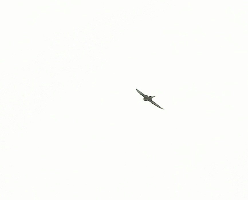 Lesser Swallow-tailed Swift - Marcelo Schmidt Roberti