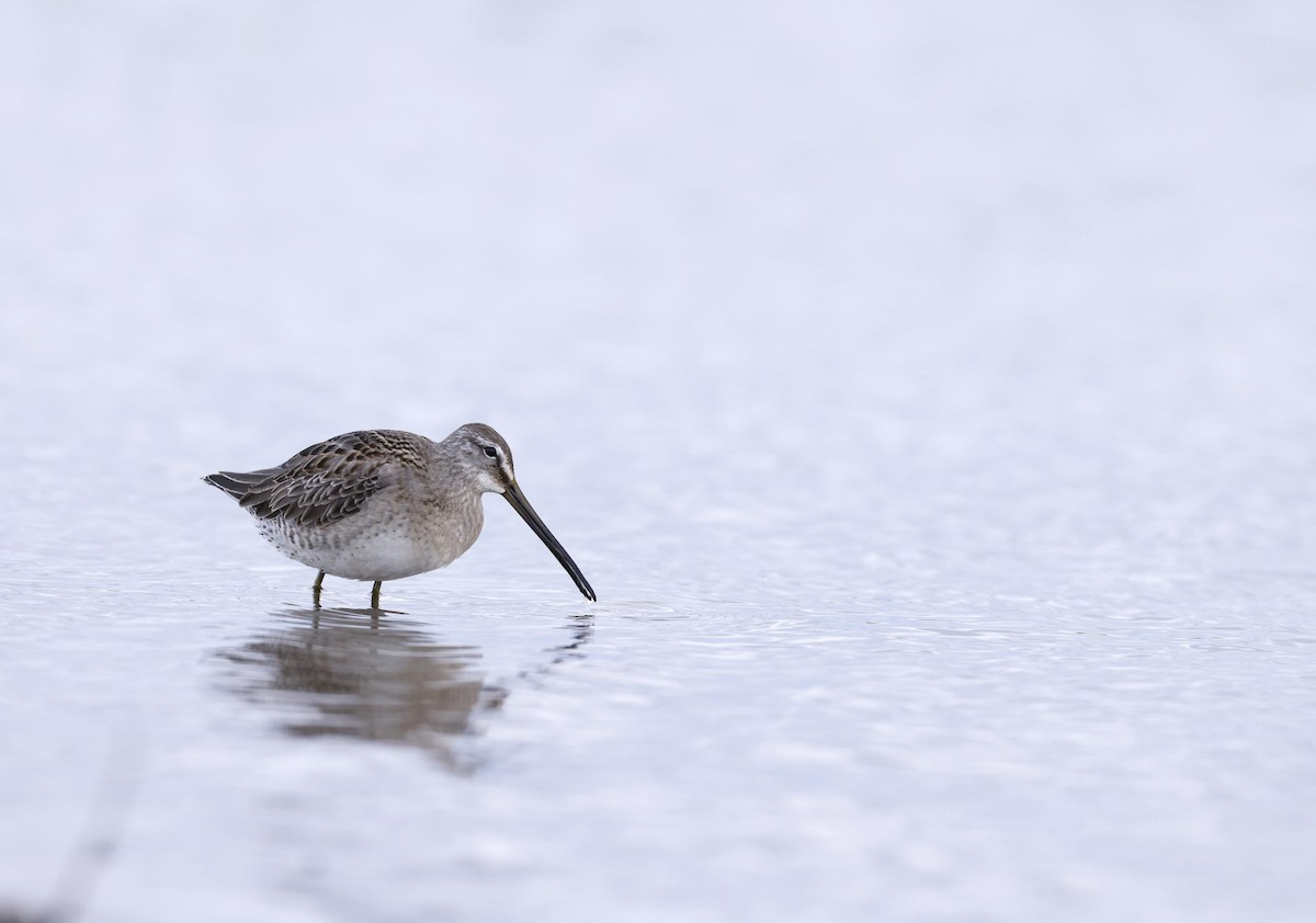 Long-billed Dowitcher - Russell Thorstrom