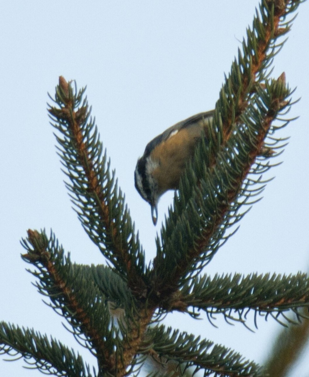 Red-breasted Nuthatch - ML611355932