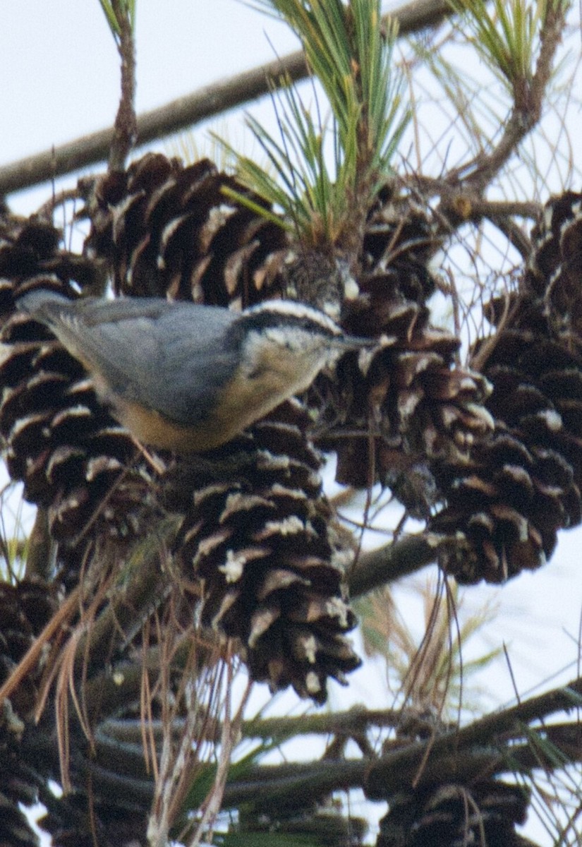 Red-breasted Nuthatch - ML611355933