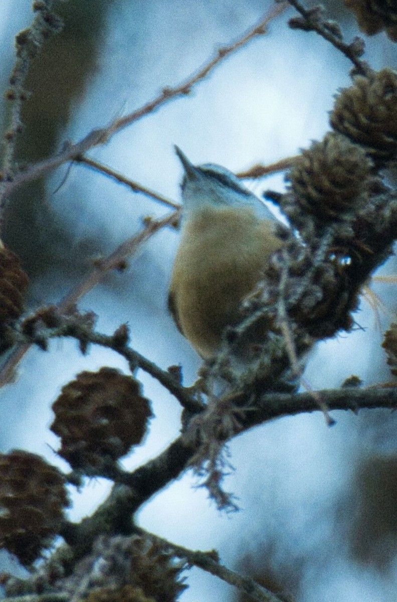 Red-breasted Nuthatch - ML611355934