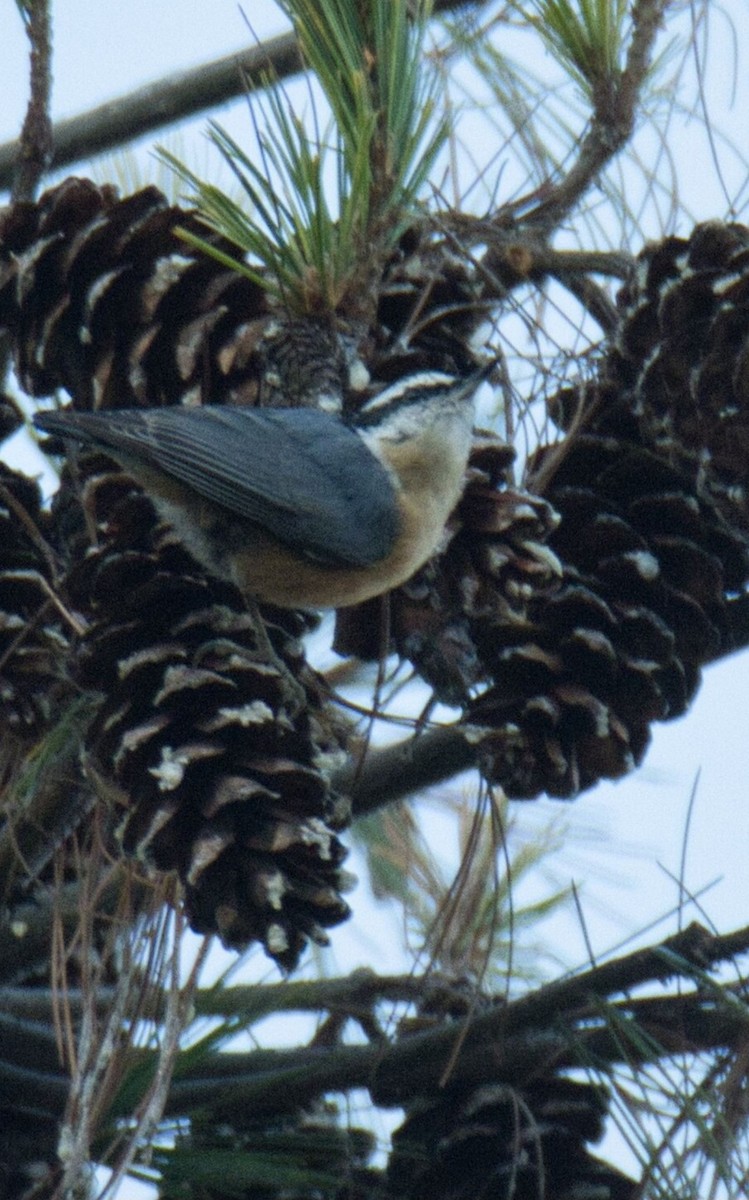 Red-breasted Nuthatch - ML611355935