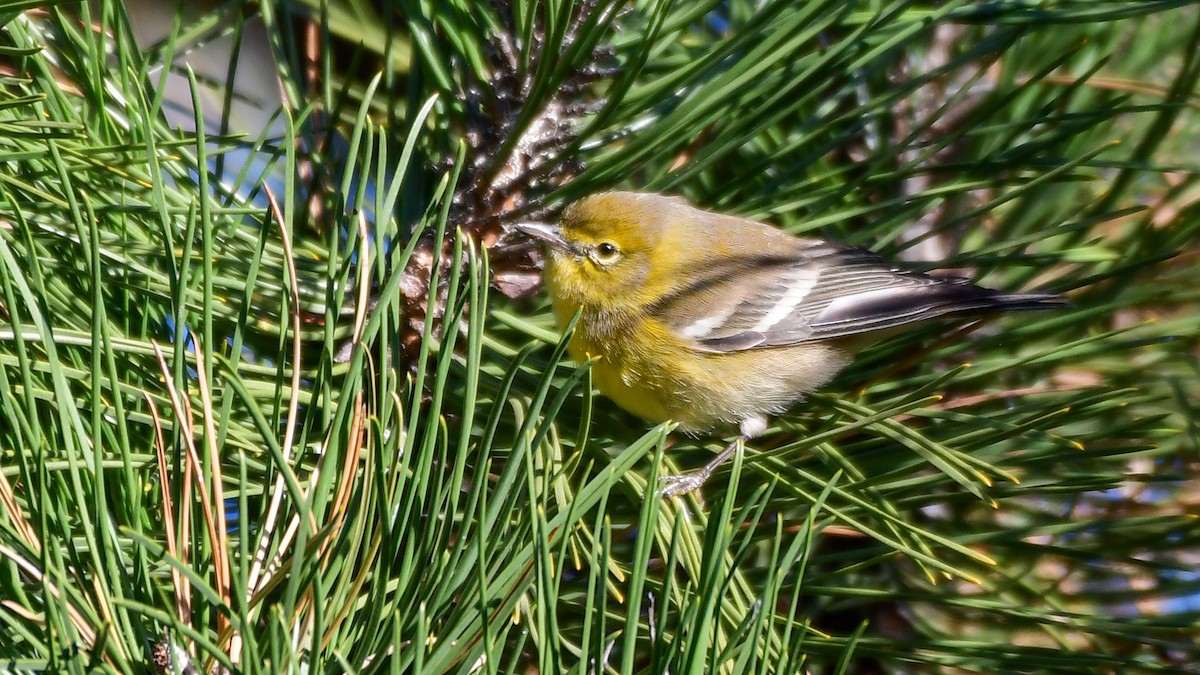 Pine Warbler - ML611355942