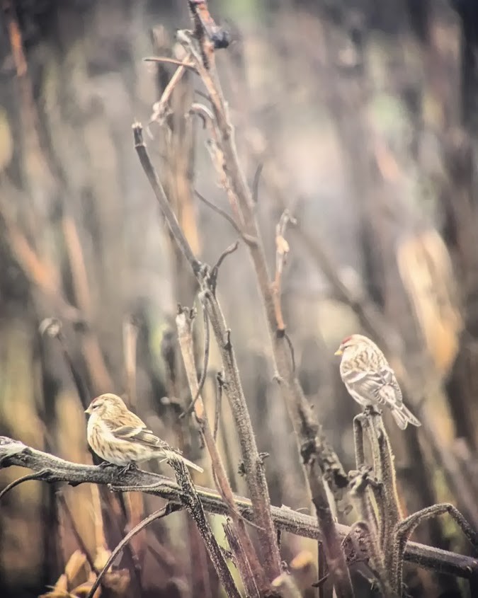 Lesser Redpoll - ML611356026