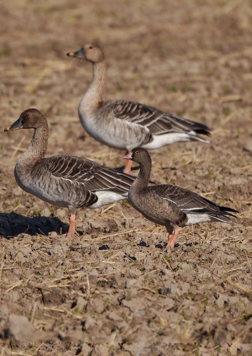 Lesser White-fronted Goose - ML611356102