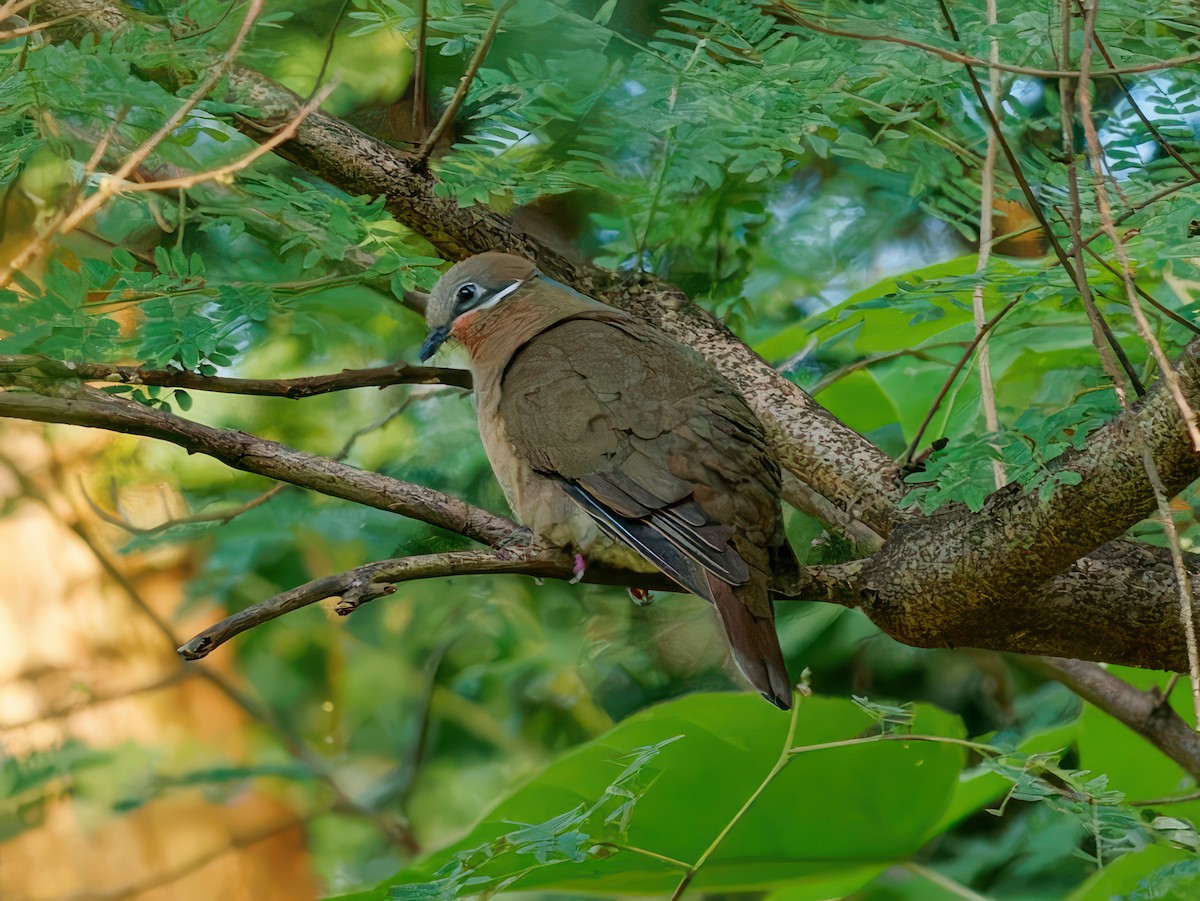 White-eared Brown-Dove - Ravi Iyengar