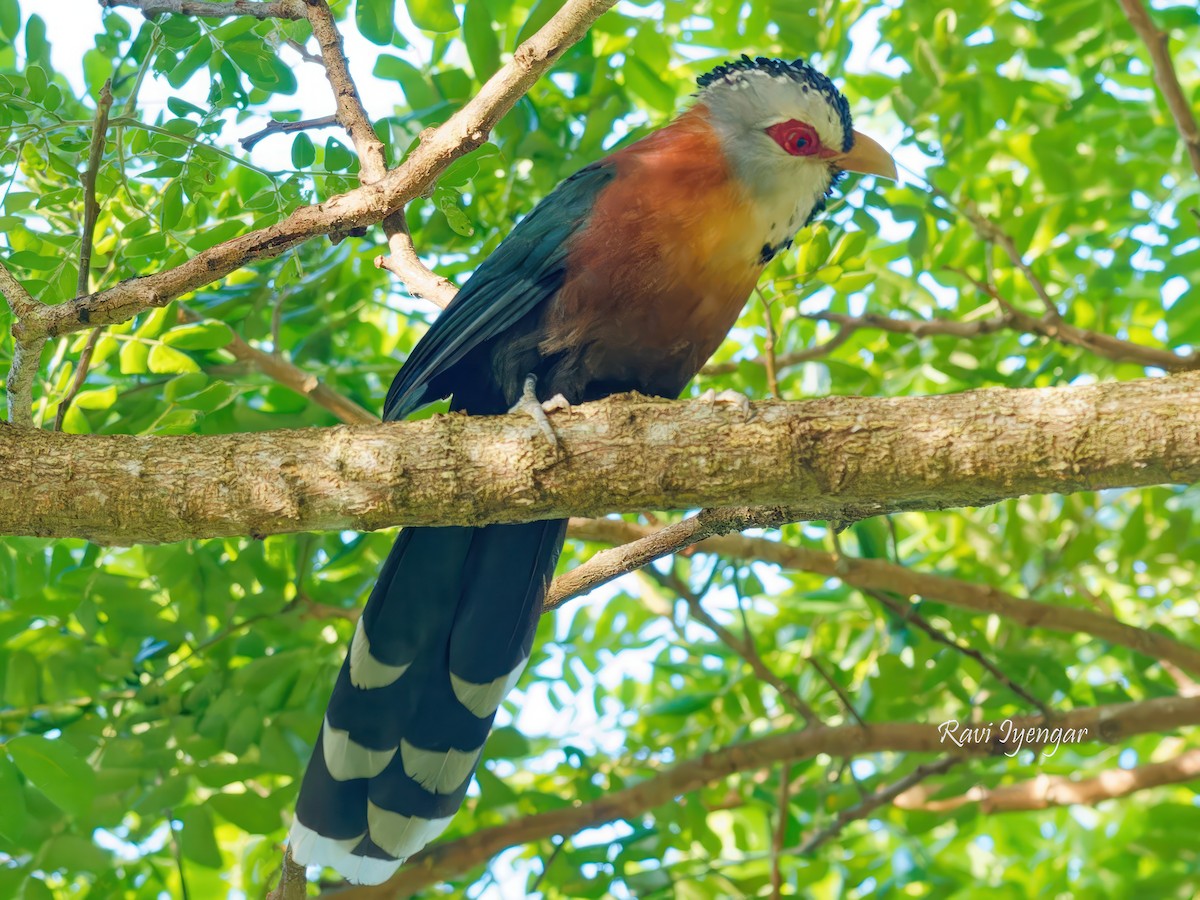 Scale-feathered Malkoha - ML611356110