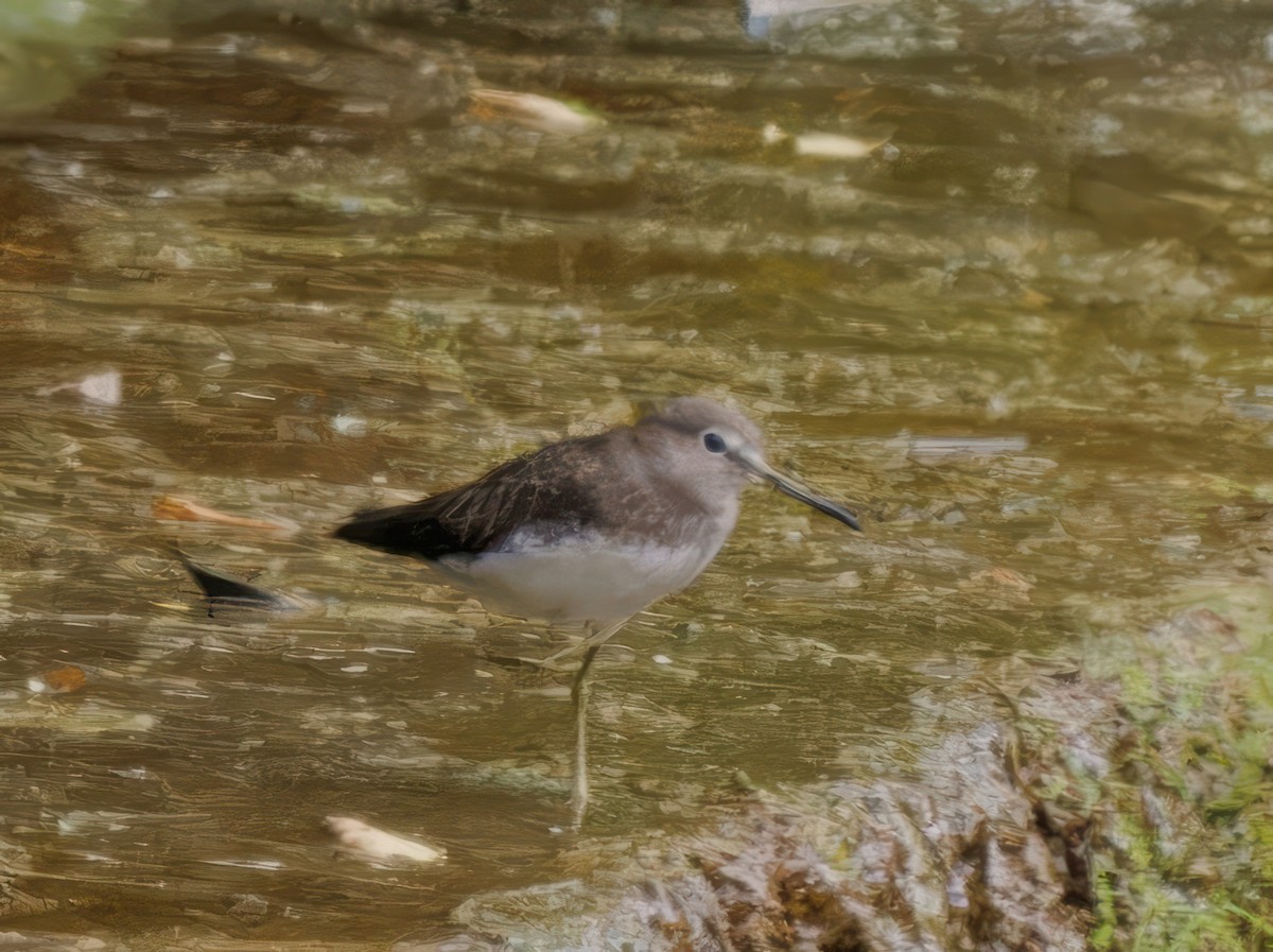 Green Sandpiper - ML611356133