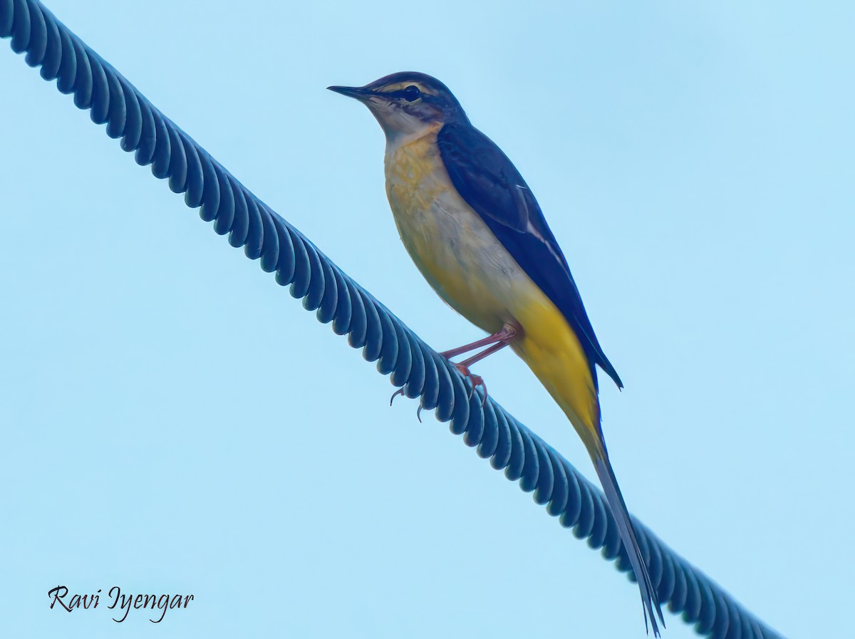 Gray Wagtail - Ravi Iyengar