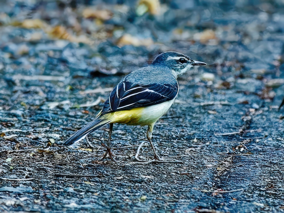 Gray Wagtail - Ravi Iyengar