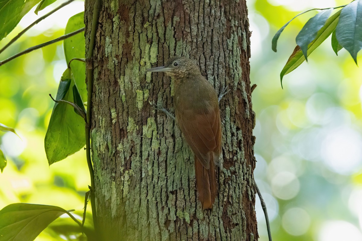 Elegant Woodcreeper - ML611356224