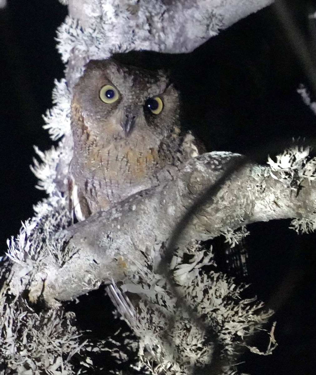 Madagascar Scops-Owl - Cliff Halverson