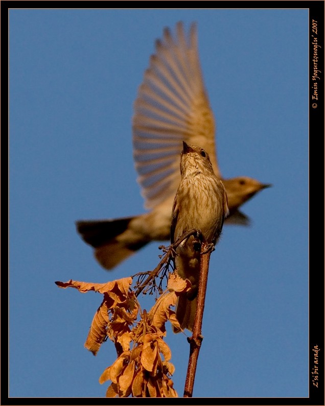 Spotted Flycatcher - ML611356306