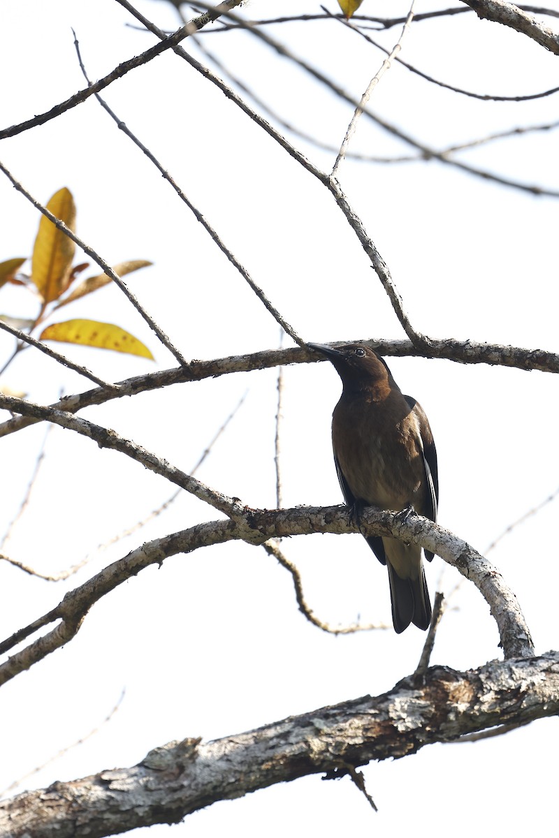 Madagascar Starling - ML611356307