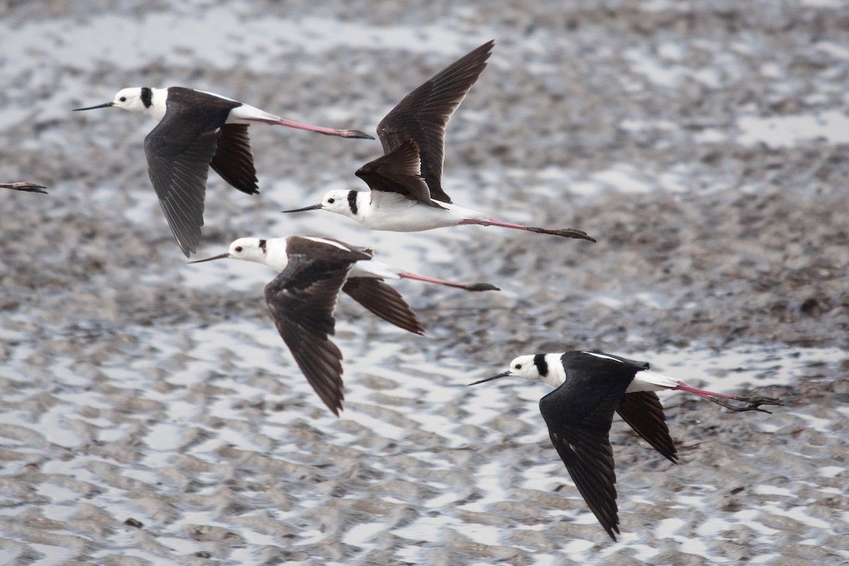 Pied Stilt - ML611356310