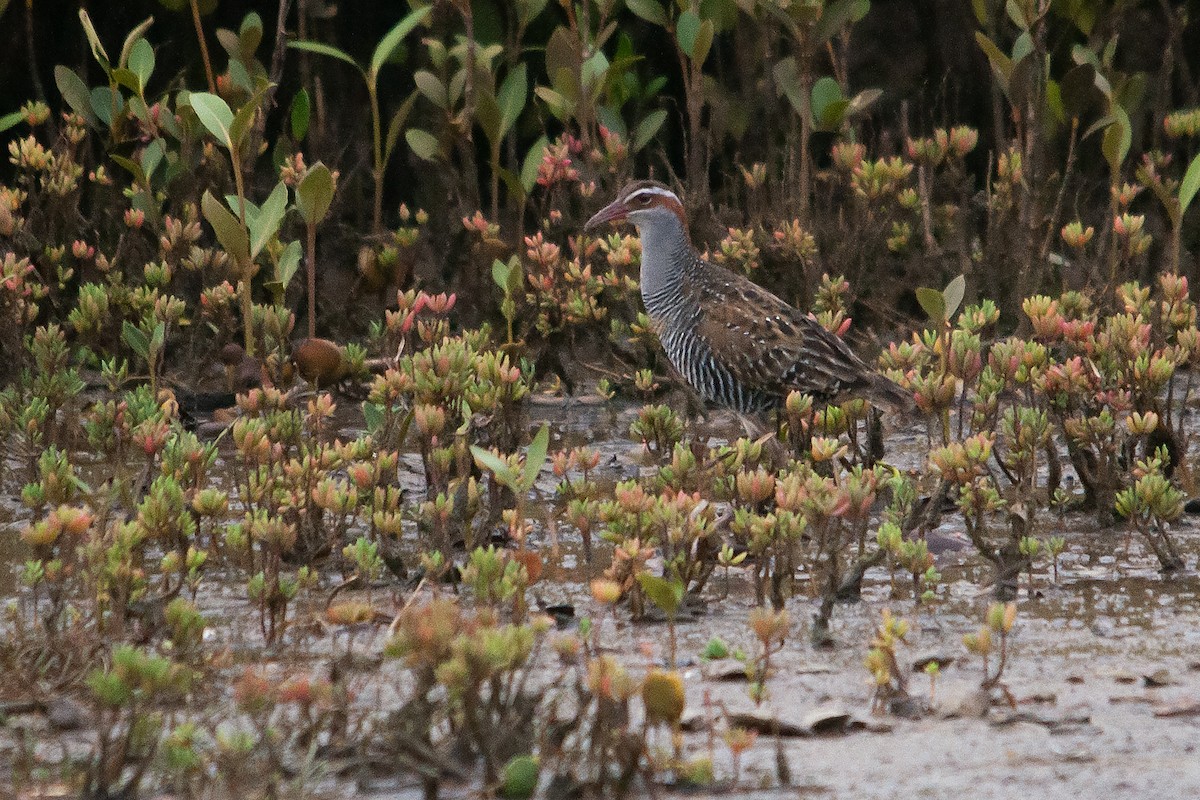 Buff-banded Rail - ML611356313