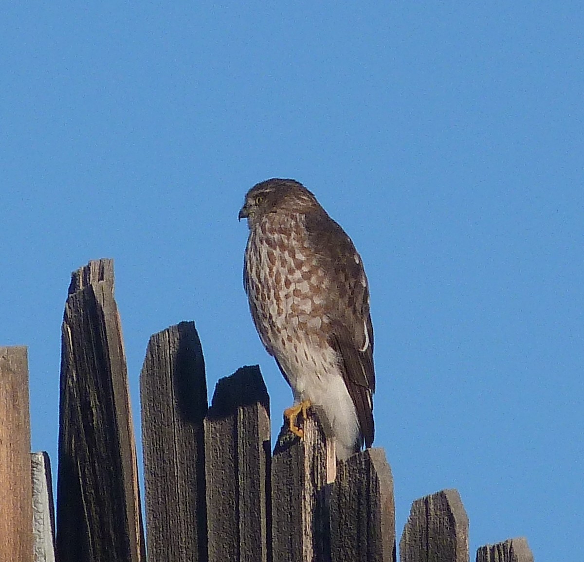 Sharp-shinned Hawk - ML611356325