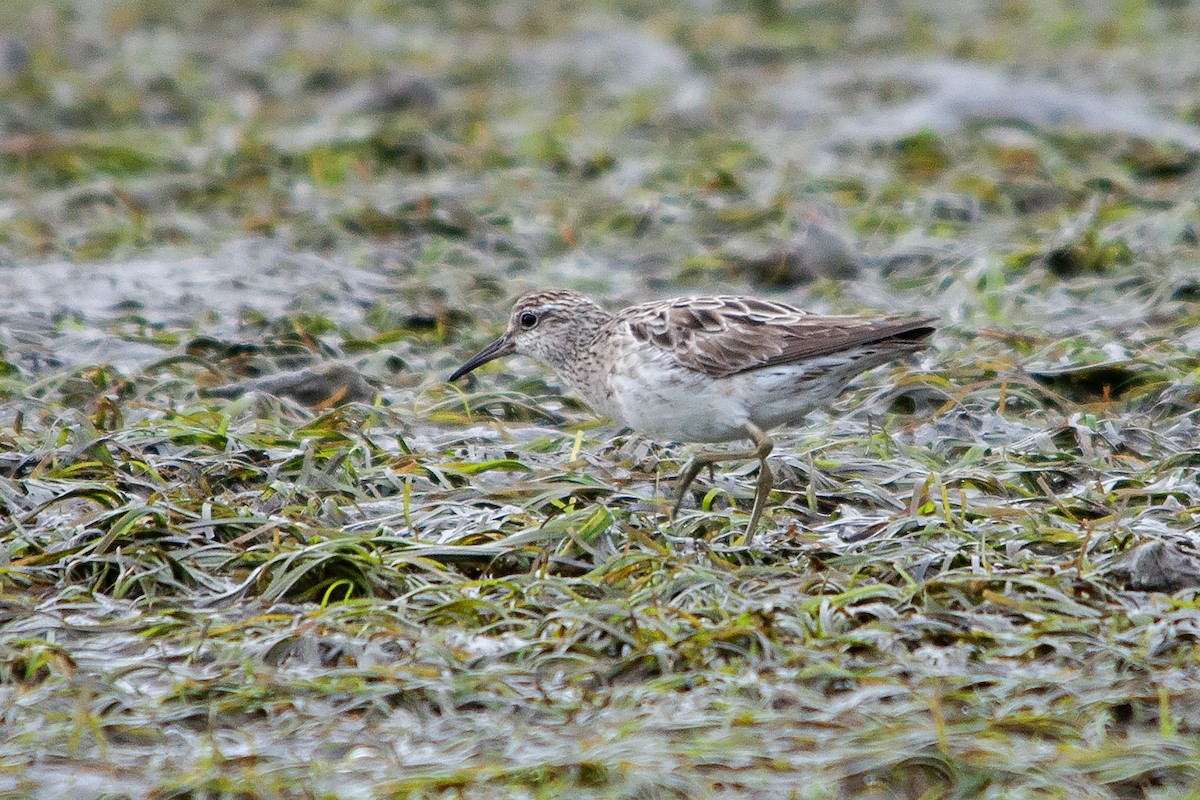 Sharp-tailed Sandpiper - ML611356431