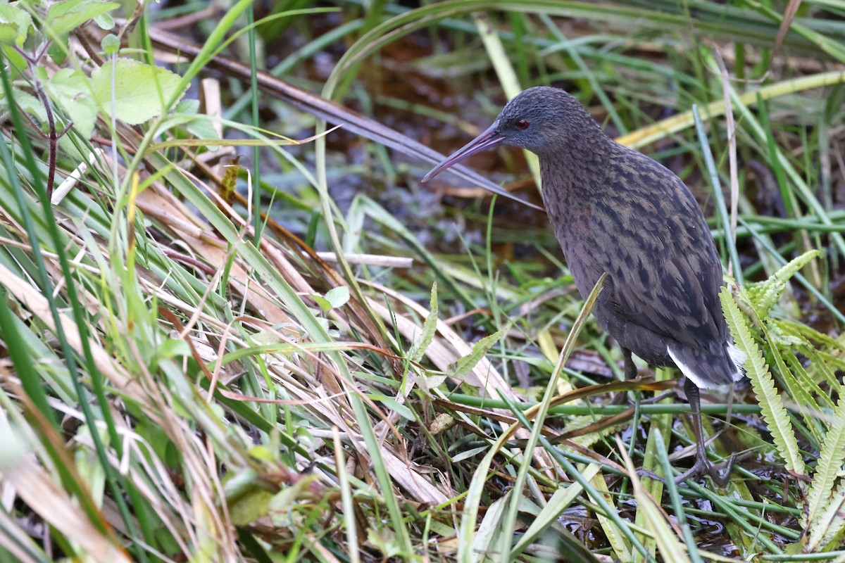 Madagascar Rail - ML611356446