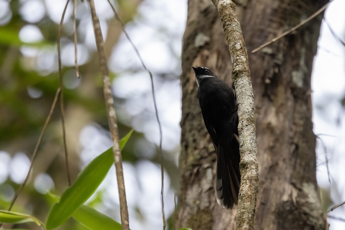 White-throated Fantail - ML611356517