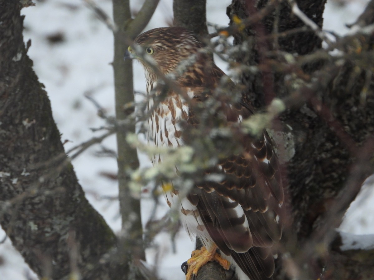 Cooper's Hawk - ML611356533