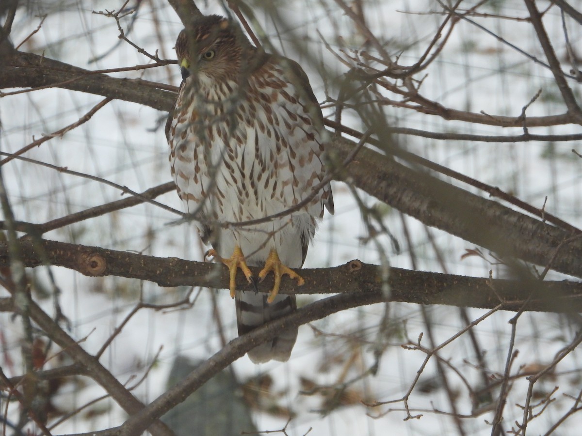 Cooper's Hawk - ML611356534