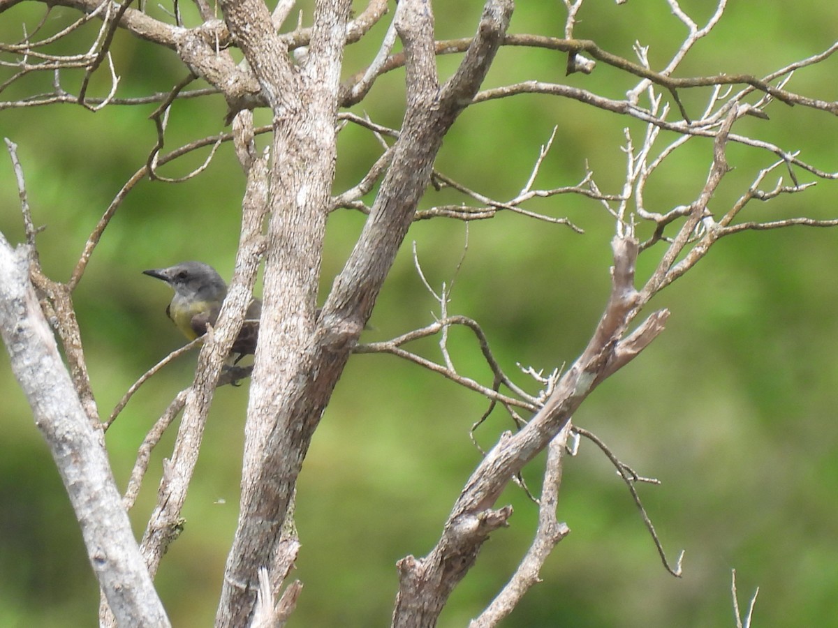 Tropical Kingbird - Rosana Cangello