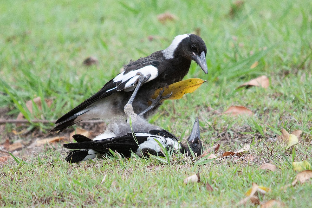 Australian Magpie (Black-backed) - Miguel Rouco