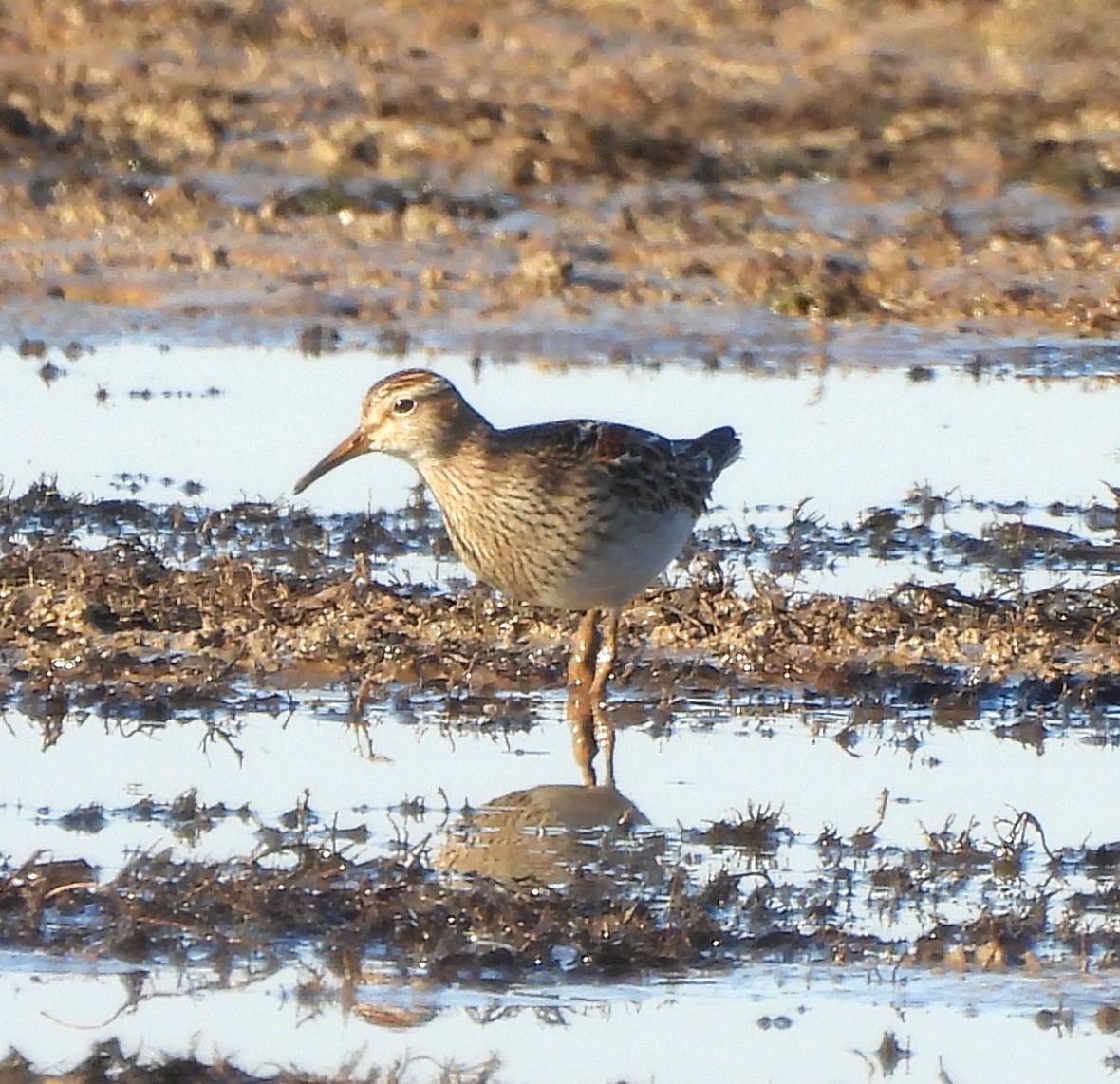 Pectoral Sandpiper - Michelle Forte