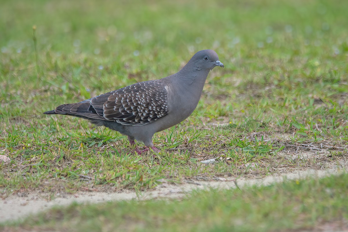 Spot-winged Pigeon - ML611356590