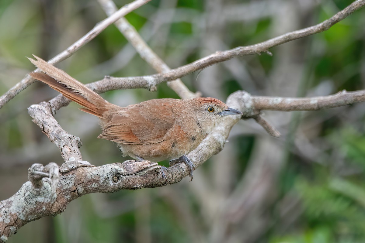 Freckle-breasted Thornbird - ML611356605