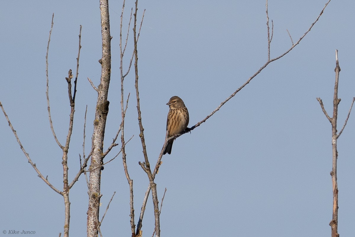 Eurasian Linnet - ML611356693