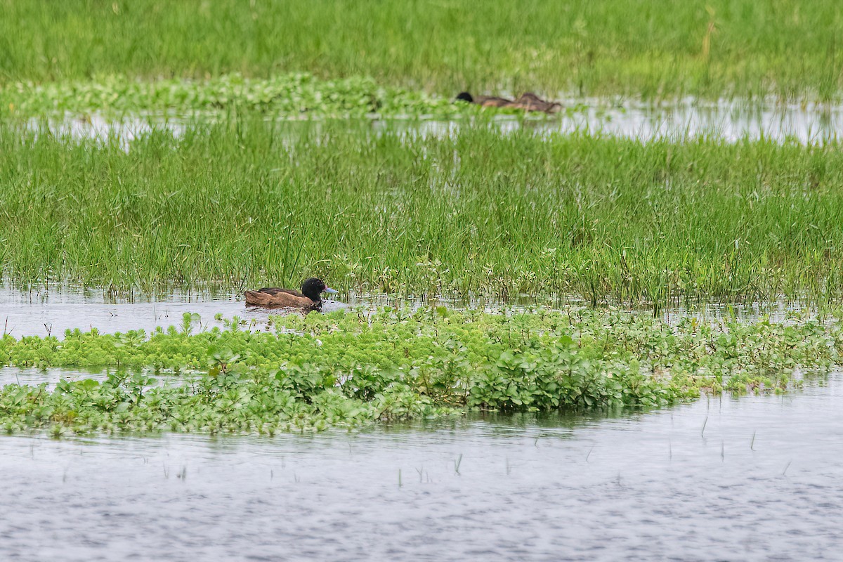 Black-headed Duck - ML611356697