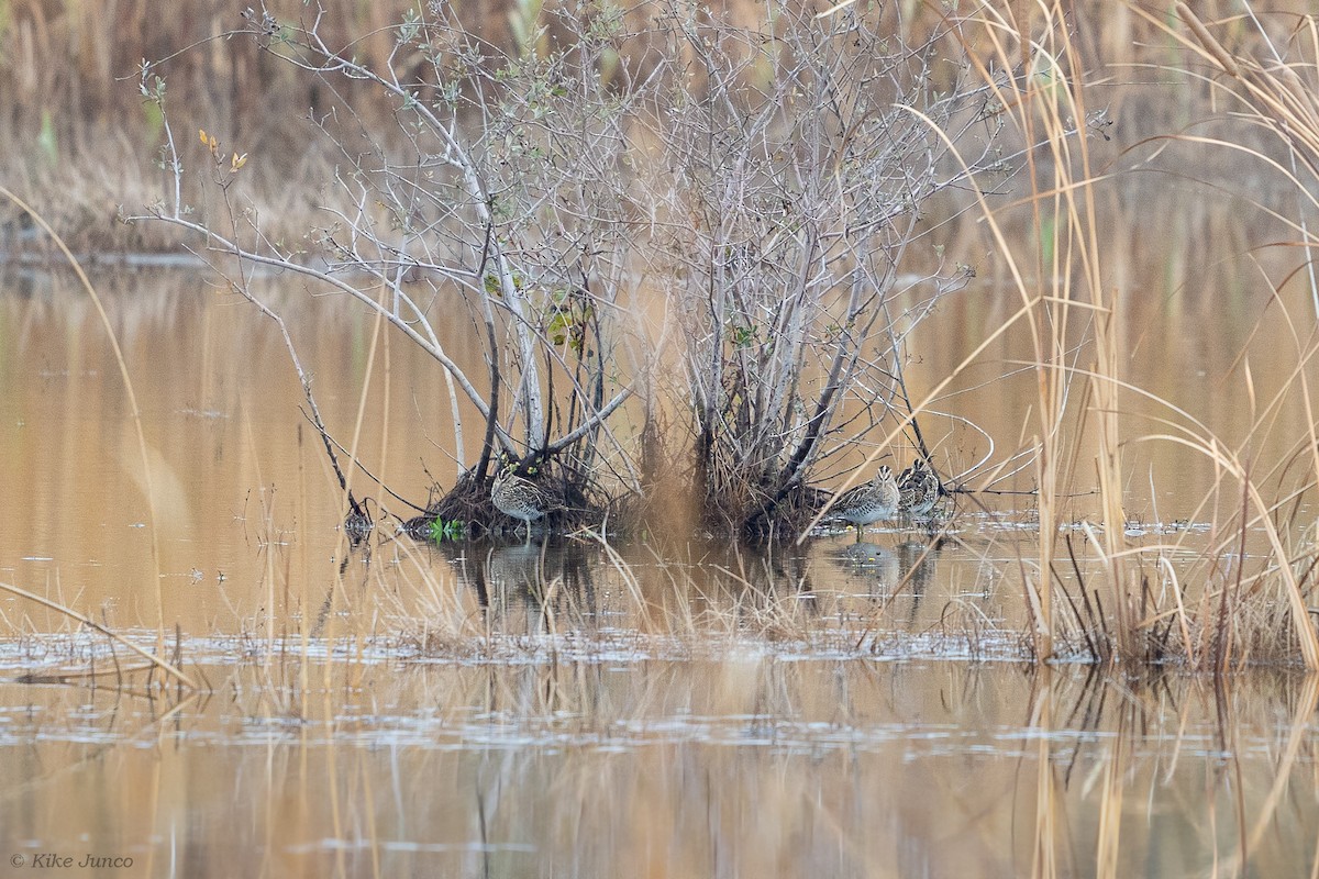 Common Snipe - ML611356700