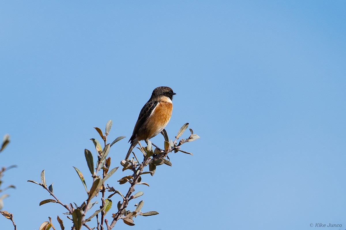 European Stonechat - ML611356709