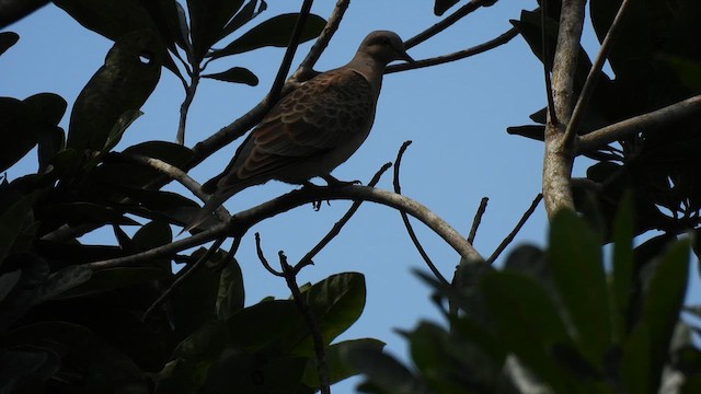 Oriental Turtle-Dove - ML611356891